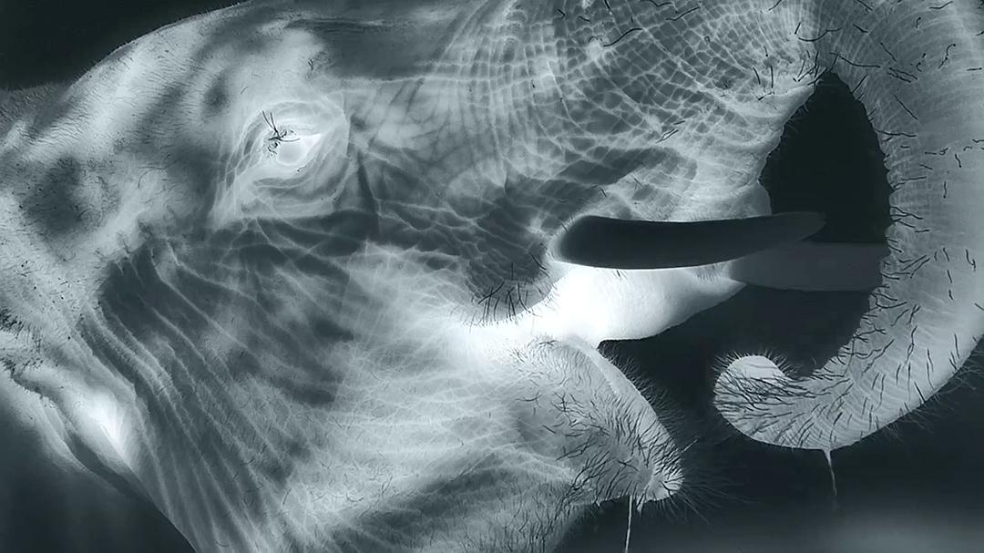 贝尔蒂·格雷戈里:与动物零距离 Animals Up Close with Bertie Gregory