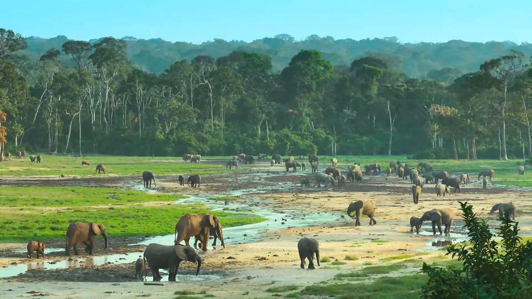贝尔蒂·格雷戈里:与动物零距离 Animals Up Close with Bertie Gregory