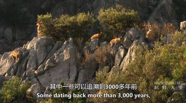 圣经中的动物 Animals Of The Bible