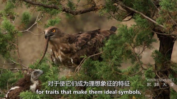 圣经中的动物 Animals Of The Bible