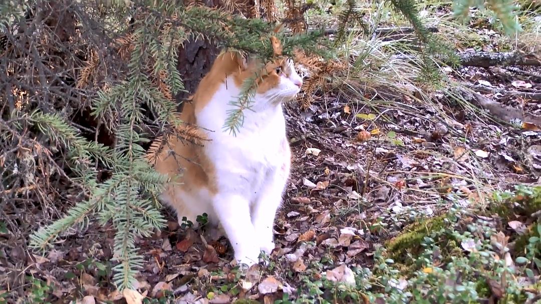 远离尘嚣——摆脱时间束缚的苏珊一家 All the Time In The World