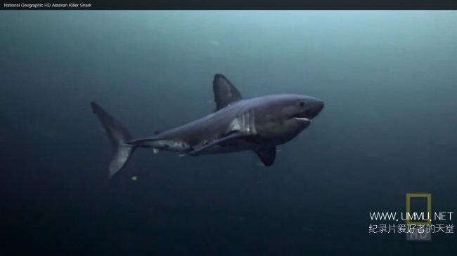 阿拉斯加杀手鲨鱼 Alaskan Killer Shark