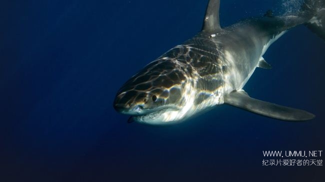 阿拉斯加杀手鲨鱼 Alaskan Killer Shark