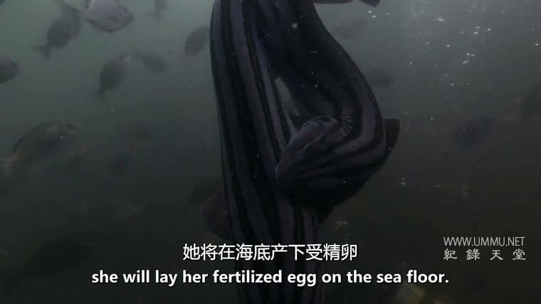 外星鲨鱼:奇怪的新世界 Alien Sharks: Strange New Worlds