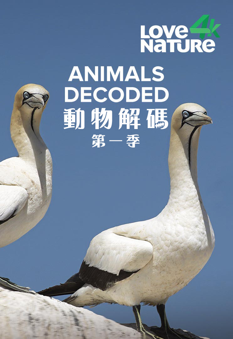动物解码 Animals Decoded