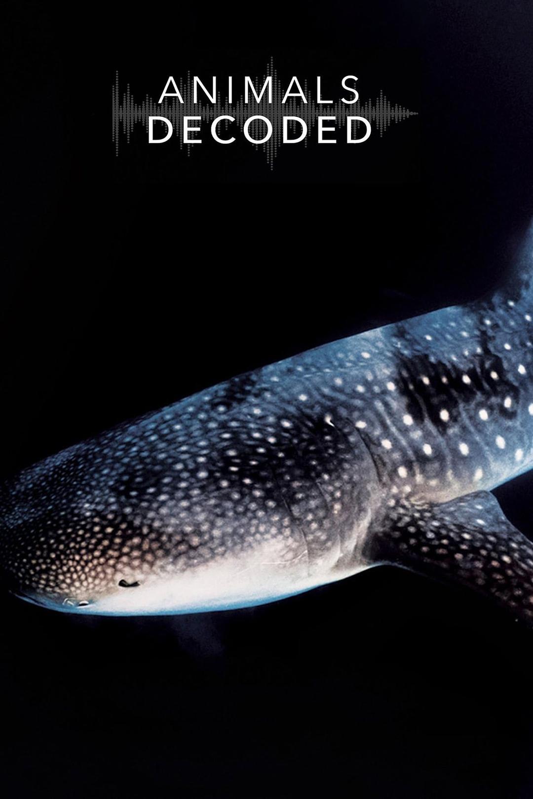 动物解码 Animals Decoded