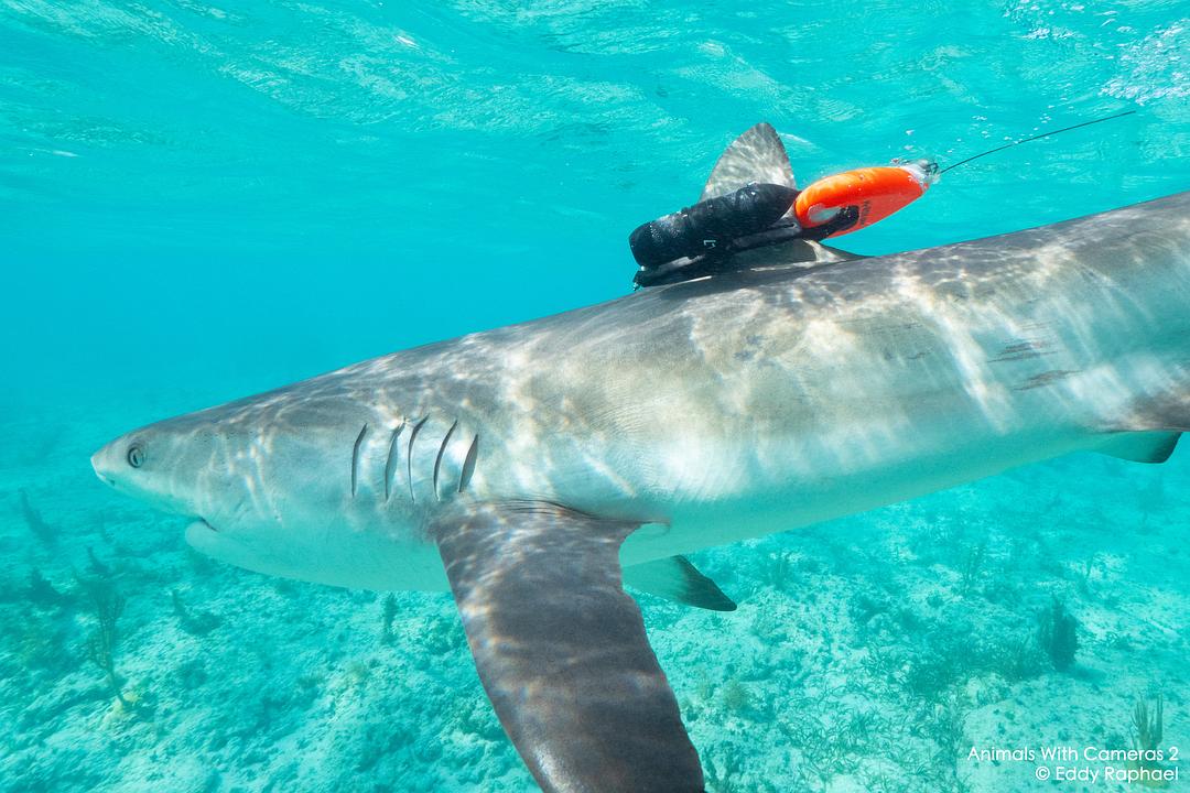 假如动物会摄影 II Animals with Cameras II