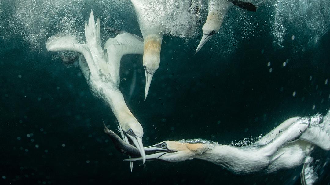 假如动物会摄影 II Animals with Cameras II