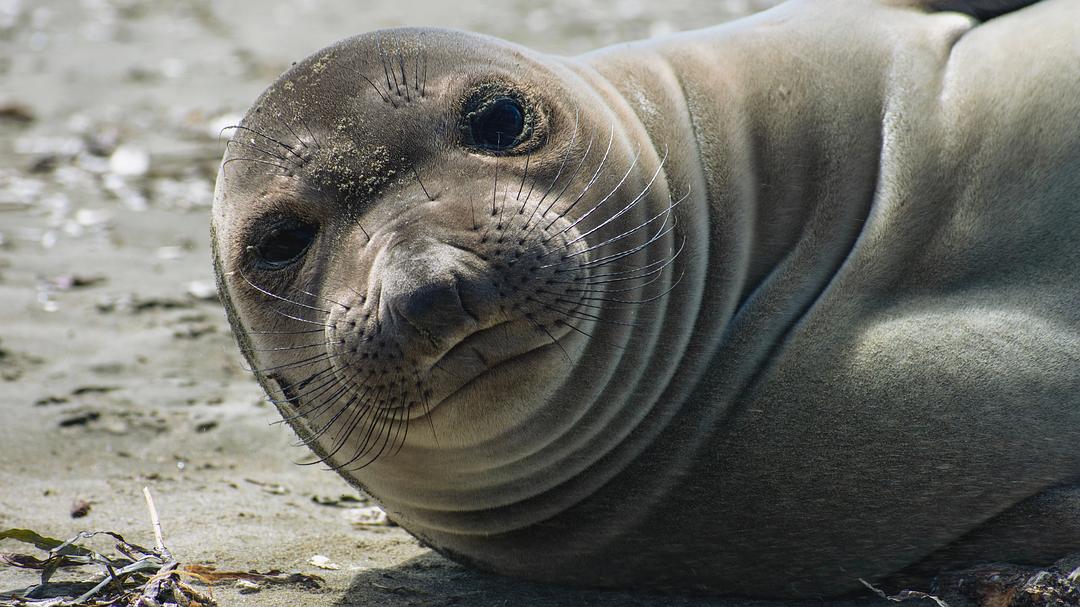 假如动物会摄影 II Animals with Cameras II