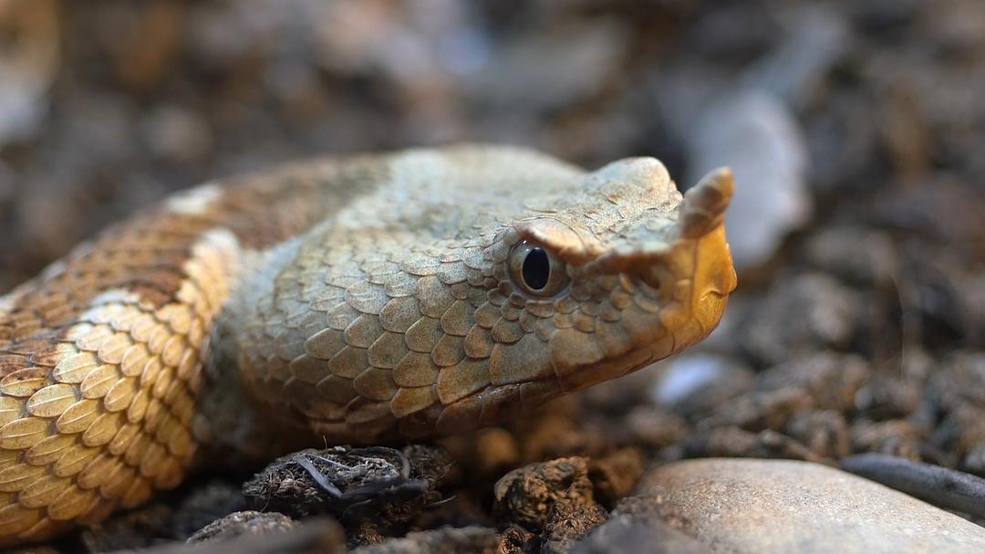 纳塔尔蟒一族 Africa's Super Snake