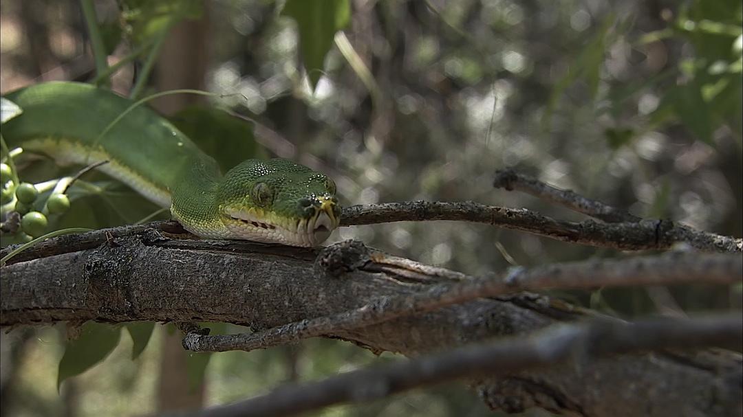 纳塔尔蟒一族 Africa's Super Snake