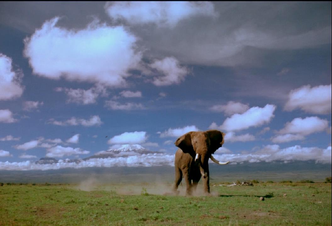 非洲的大象王国 Africa's Elephant Kingdom