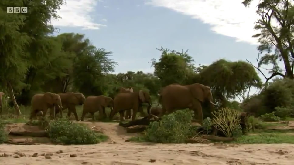 动物宝宝 Animal Babies