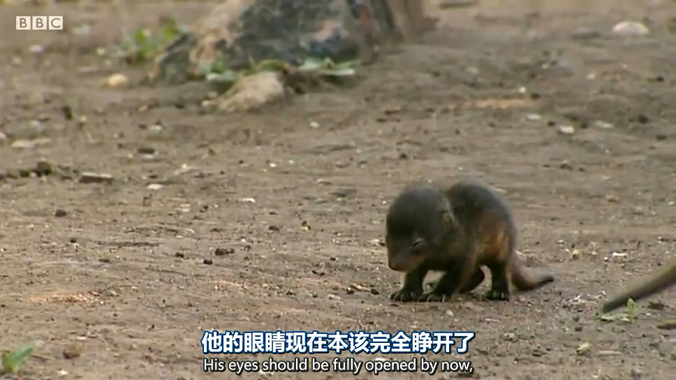 动物宝宝 Animal Babies