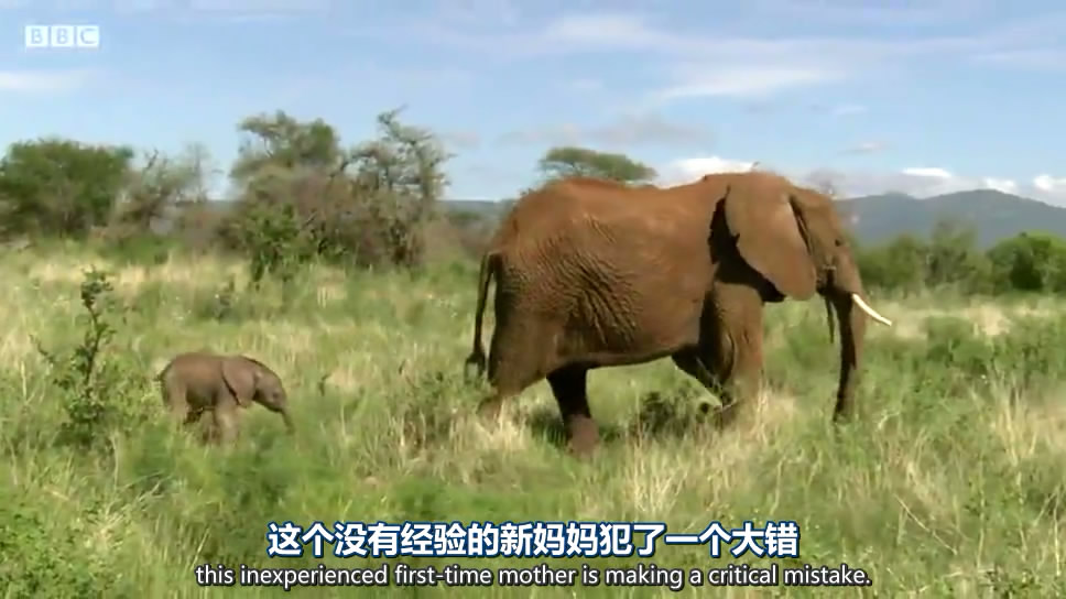 动物宝宝 Animal Babies