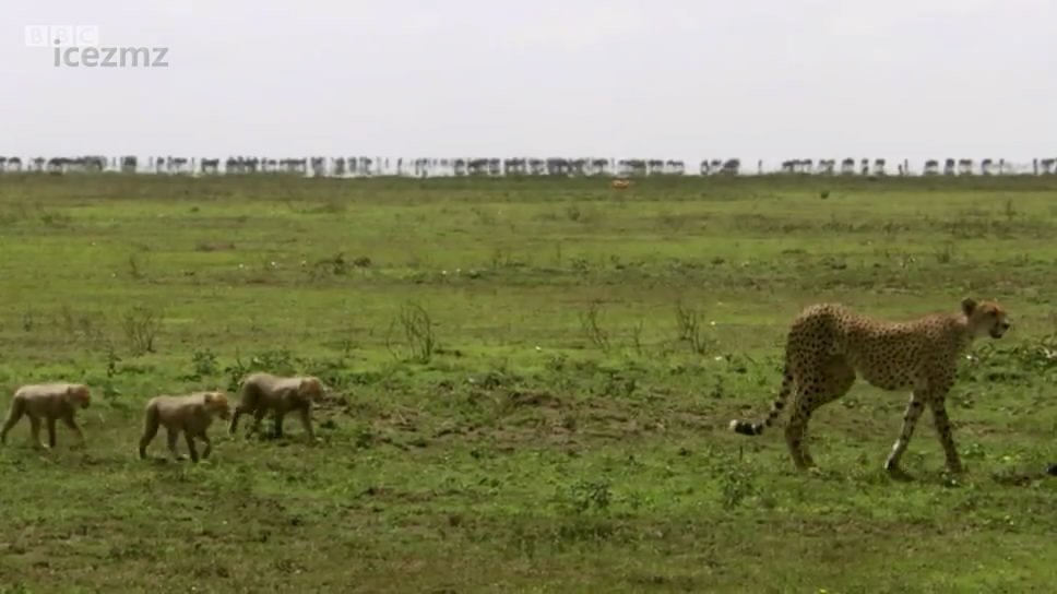 动物宝宝 Animal Babies