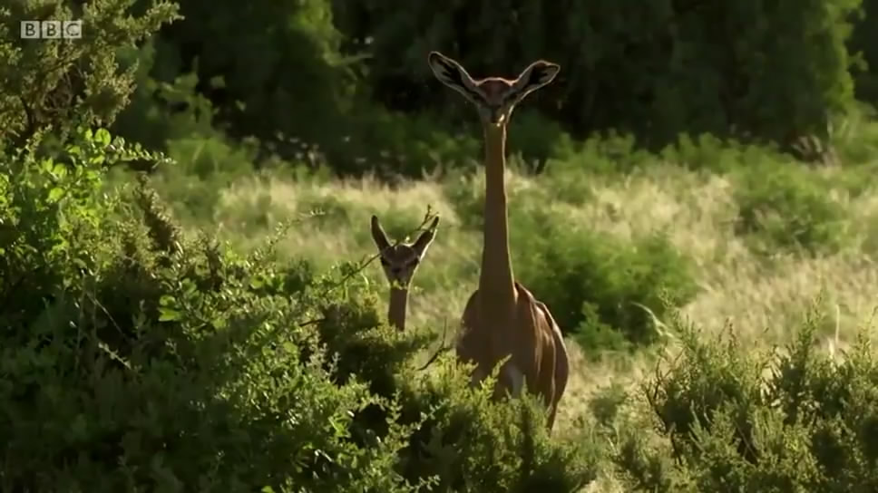 动物宝宝 Animal Babies