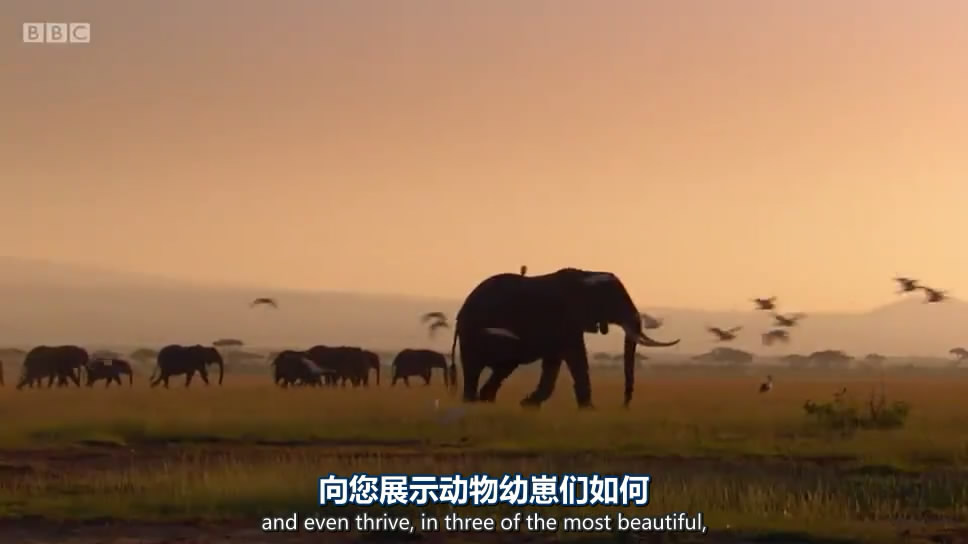 动物宝宝 Animal Babies