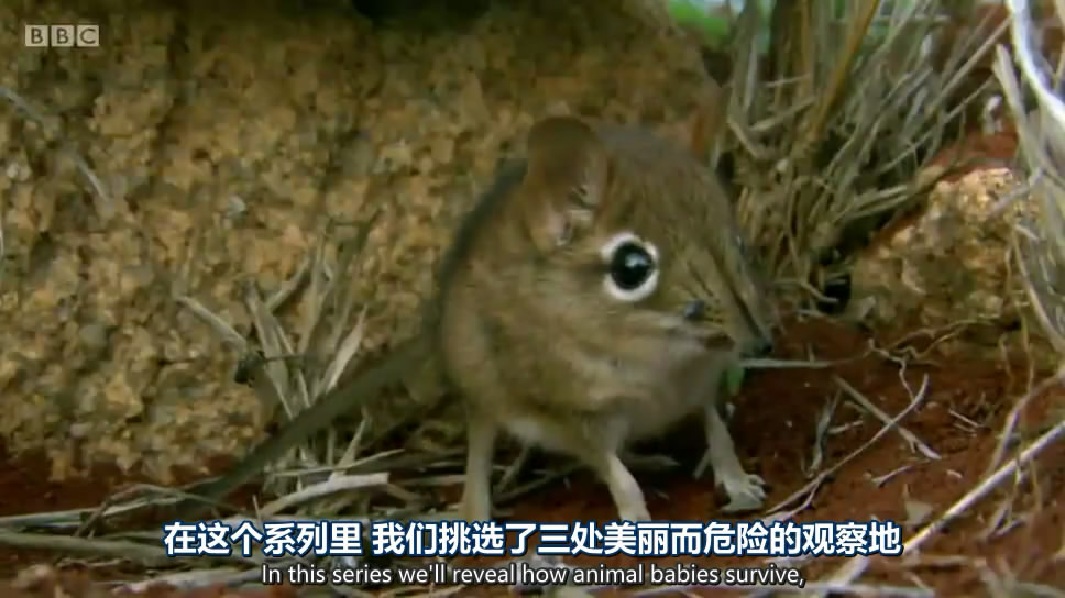 动物宝宝 Animal Babies