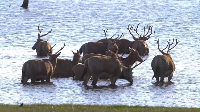 动物帝国 Animal Empires