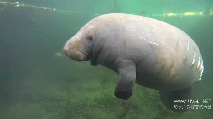 动物帝国 Animal Empires