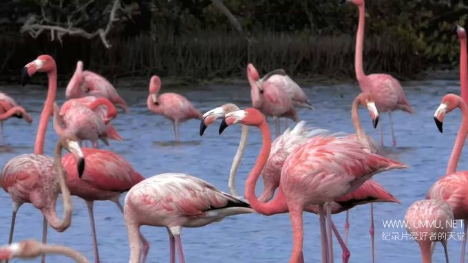 动物帝国 Animal Empires