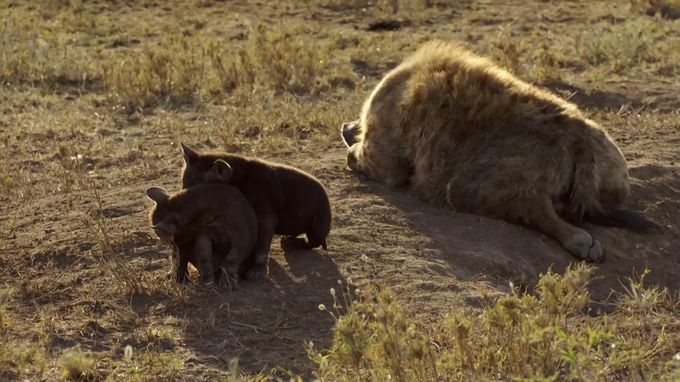 动物举止背后的谎言 Animals Behaving Badly
