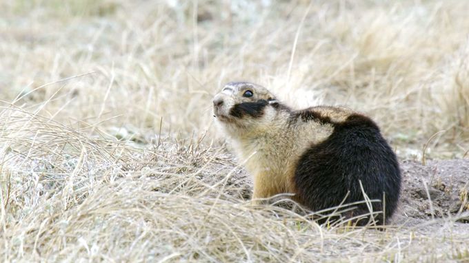 动物举止背后的谎言 Animals Behaving Badly