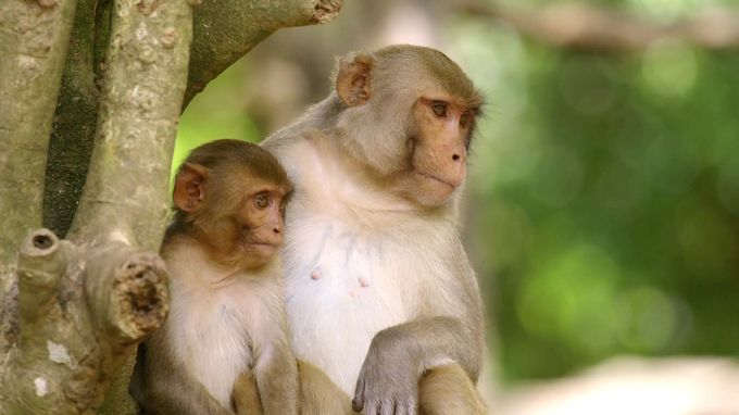 动物举止背后的谎言 Animals Behaving Badly