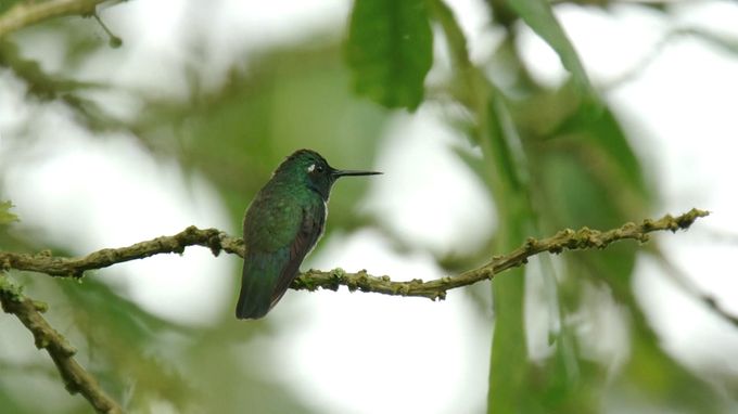 动物举止背后的谎言 Animals Behaving Badly