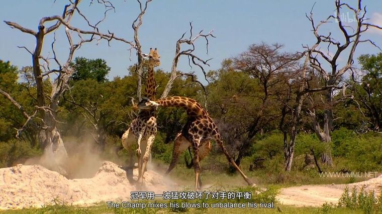 动物搏击会 第2-6季全35集 Animal Fight Night