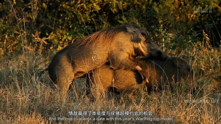 动物搏击会 第2-6季全35集 Animal Fight Night