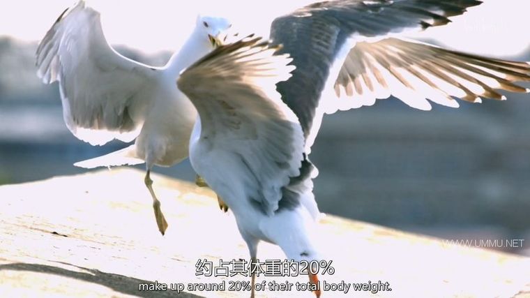 动物搏击会 第2-6季全35集 Animal Fight Night