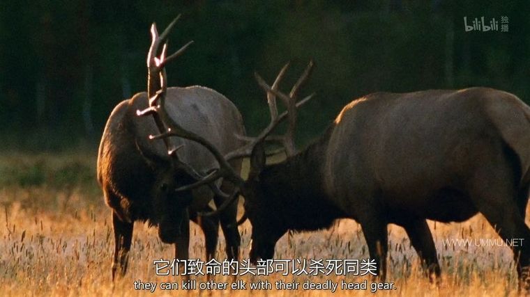 动物搏击会 第2-6季全35集 Animal Fight Night