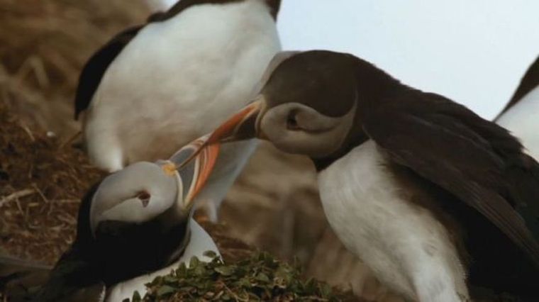 清晨的盛赞 Morning Glory