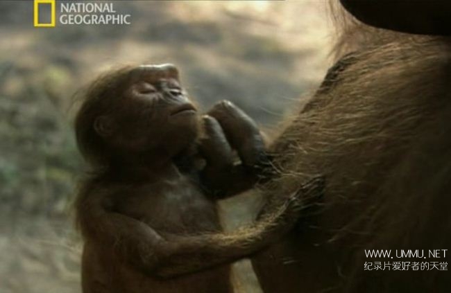 寻找人类始祖 Ape Man Search for the First Human