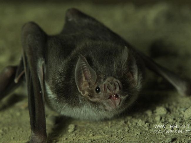 荒野远征:美国吸血蝙蝠 America The Wild: American Vampire