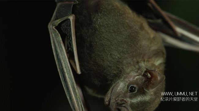 荒野远征:美国吸血蝙蝠 America The Wild: American Vampire