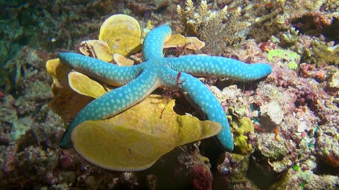 神奇的海洋 Amazing Ocean 3D