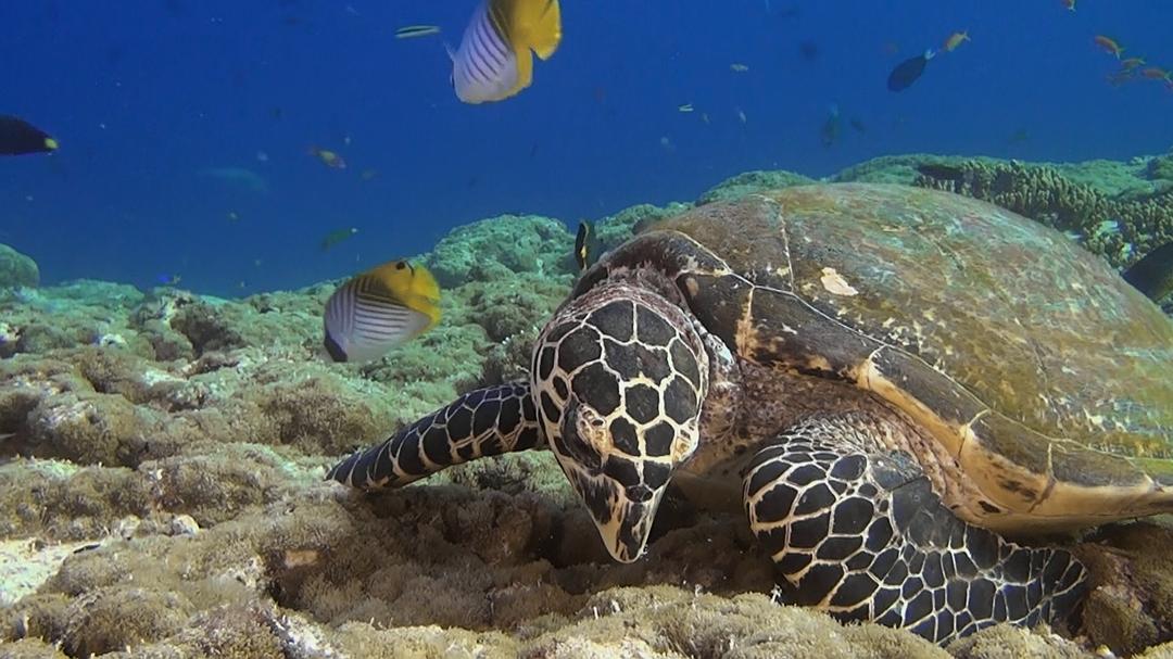 神奇的海洋 Amazing Ocean 3D