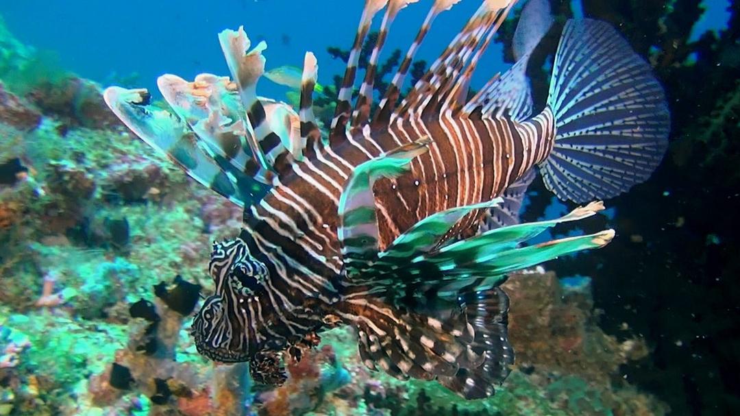 神奇的海洋 Amazing Ocean 3D