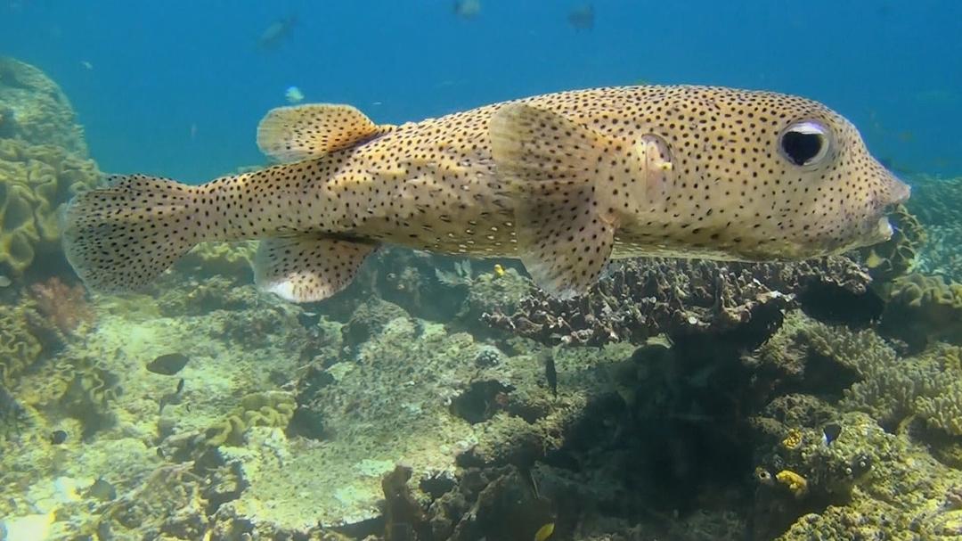 神奇的海洋 Amazing Ocean 3D