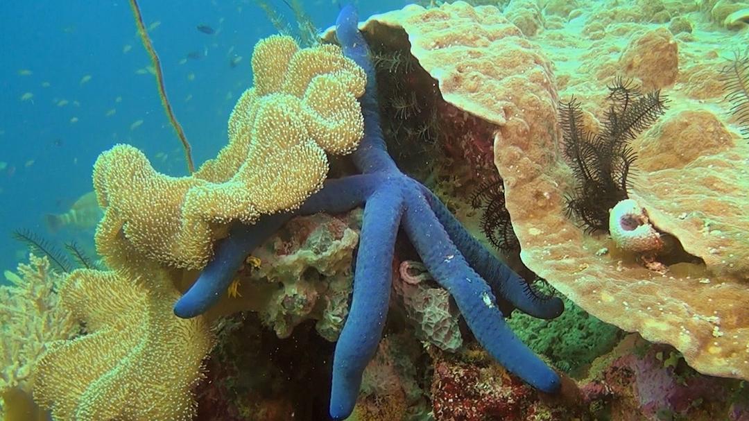 神奇的海洋 Amazing Ocean 3D