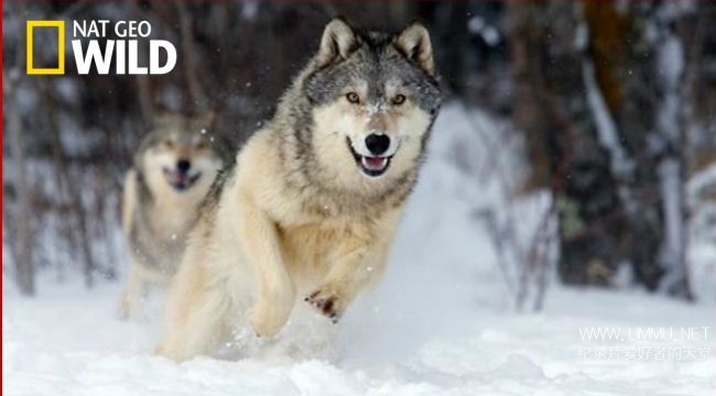 荒野远征:狼群探索/走进狼群 Inside The Wolf Pack