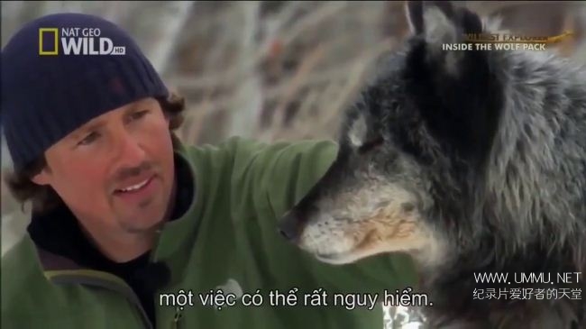 荒野远征:狼群探索/走进狼群 Inside The Wolf Pack