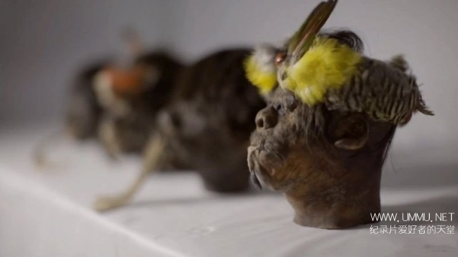 古代之谜:亚马逊缩头术 Ancient Mysteries Shrunken Heads Of The Amazon