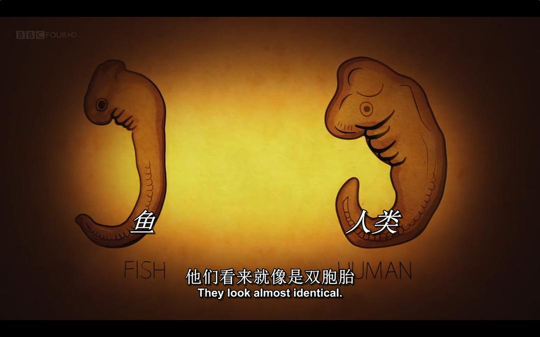 你体内的鱼 Your Inner Fish