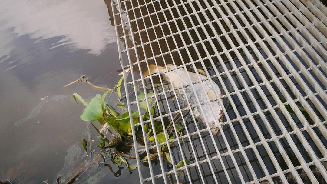 委内瑞拉往事 Once Upon a Time in Venezuela