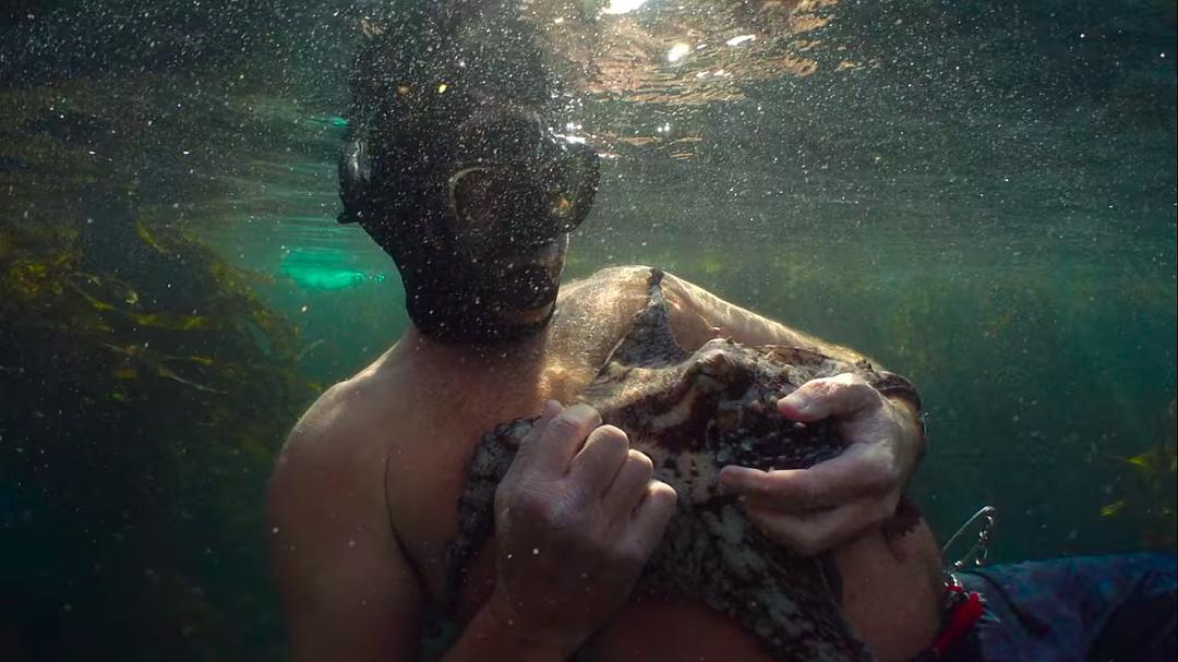 我的章鱼老师 My Octopus Teacher