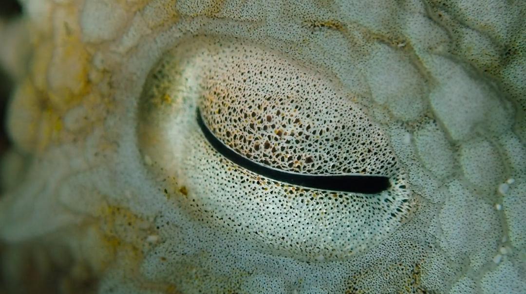 我的章鱼老师 My Octopus Teacher